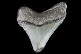 Juvenile Megalodon Tooth - Georgia #83592-1